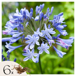Afrikaanse lelie - Set van 6 - Agapanthus africanus - Wortelstokken - Blauw