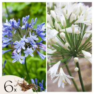 Afrikaanse lelie - Set van 6 - Agapanthus Africanus, Orientalis - Wortelstokken