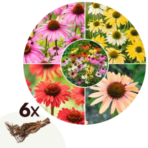 Zonnehoed - Set van 6 - Echinacea Mix - Wortelstokken