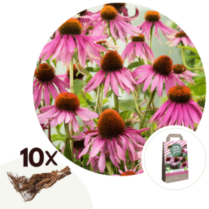 Zonnehoed - Set van 10 - Echinacea purpurea - Wortelstokken - Roze