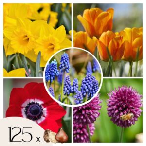Kleurrijke bloembollen - Set van 125 - Tulipa, Anem. Narcis. Allium, Muscari