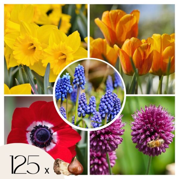Kleurrijke bloembollen - Set van 125 - Tulipa, Anem. Narcis. Allium, Muscari