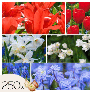 Hollandse bloembollen - Set van 250 - Tulipa Narcissus Scilla Allium Muscari