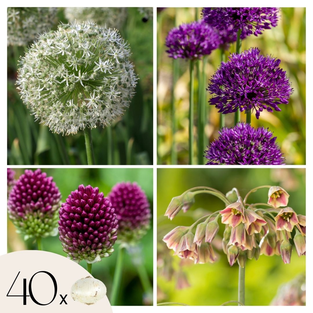 Alliumbollen - Set van 40 - Allium, Nectaroscordum - Bloembollen 1 Alliumbollen - Set van 40 - Allium, Nectaroscordum - Bloembollen