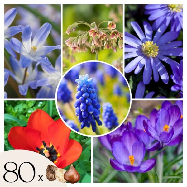 Blije Bij - Set van 80 - Anemon Chionodoxa Muscari Nectar.Tulipa - Bloembollen