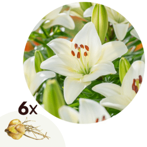 Lelie - Set van 6 - Lilium asiatic'Happy Ice'- Wortelstokken - Wit