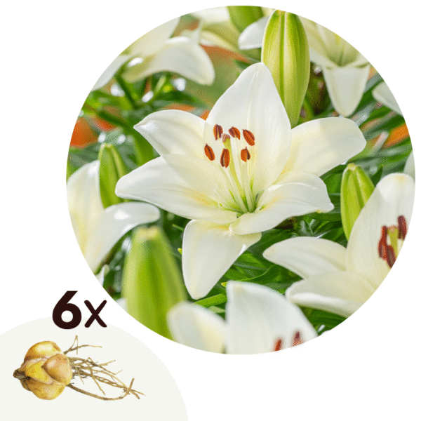 Lelie - Set van 6 - Lilium asiatic'Happy Ice'- Wortelstokken - Wit