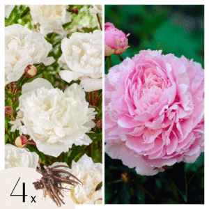 Pioenen - Set van 4 - Paeonia - Wortelstokken - Roze