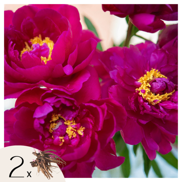 Pioenen - Set van 2 - Paeonia'Karl Rosenfield'- Wortelstokken - Roze