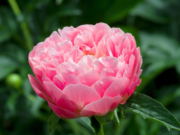 Pioenen - Set van 2 - Paeonia'Pink Hawaiian Coral'- Wortelstokken - Roze