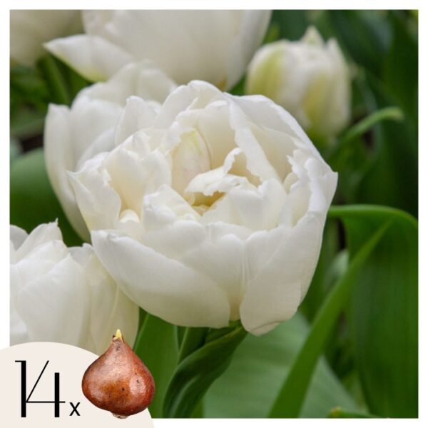 Tulpenbollen - Set van 14 - Tulipa'Mondial'- Bloembollen