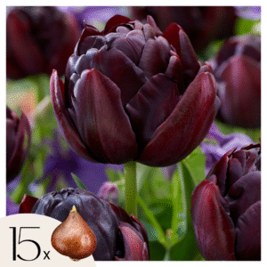 Tulpenbollen - Set van 15 - Tulipa'Black Hero'- Bloembollen