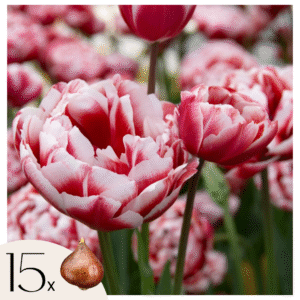 Tulpenbollen - Set van 15 - Tulipa'Drumline'- Bloembollen - Roze