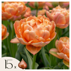 Tulpenbollen - Set van 15 - Tulipa'Copper Image'- Bloembollen
