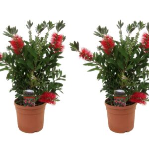 Lampenpoetsersplant - Set van 2 - Callistemon Splendens - Hoogte 40-50cm -⌀19cm