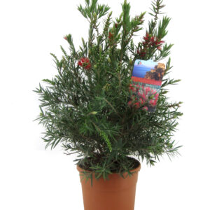 Lampenpoetsersplant - Callistemon citrinus'Splendens'- Hoogte 80-90cm -⌀24cm