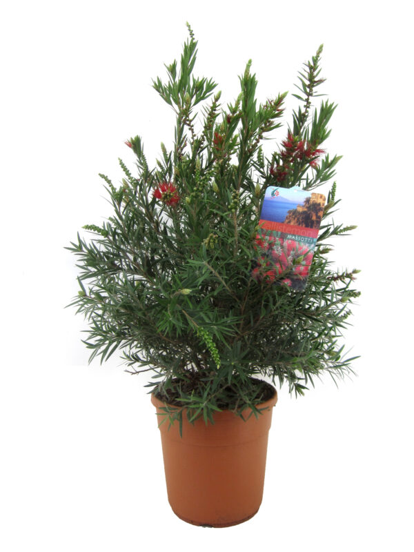 Lampenpoetsersplant - Callistemon citrinus'Splendens'- Hoogte 80-90cm -⌀24cm