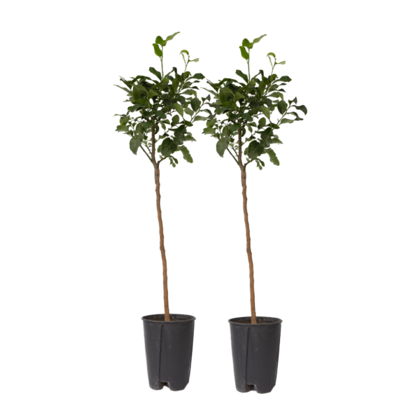 Citroenboom - Set van 2 - Citrus limon - Hoogte 100-120cm -⌀19cm