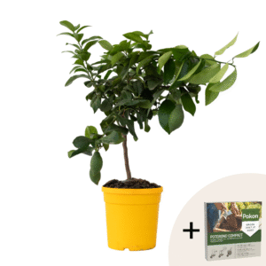 Citroenboom - Citrus limon - Hoogte 60-70cm -⌀19cm