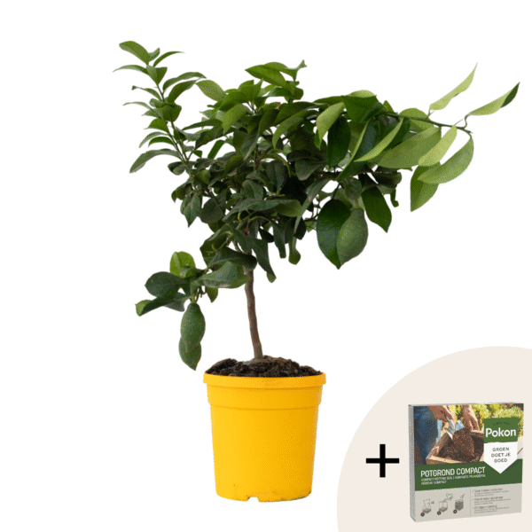 Citroenboom - Citrus limon - Hoogte 60-70cm -⌀19cm