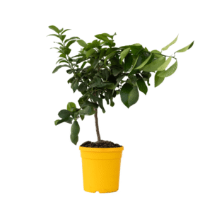 Citroenboom - Citrus limon - Hoogte 60-70cm -⌀19cm