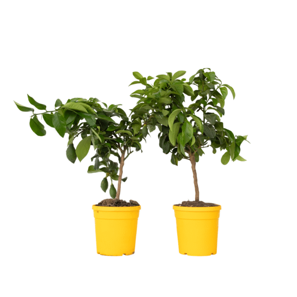 Citroenboom - Set van 2 - Citrus limon - Hoogte 60-70cm -⌀19cm