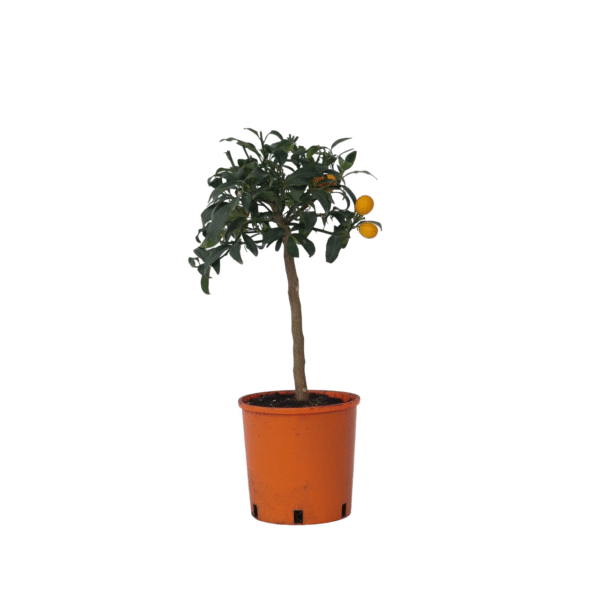 Sinaasappelboom - Set van 2 - Citrus microcarpa Kumquat - Hoogte 50-60cm -⌀19cm