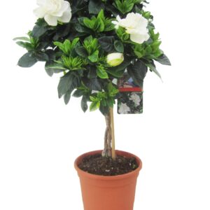 Kaapse jasmijn - Gardenia jasminoides - Hoogte 50-60cm -⌀19cm