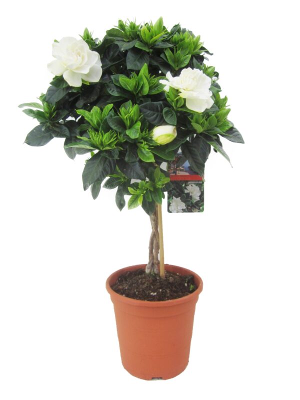 Kaapse jasmijn - Gardenia jasminoides - Hoogte 50-60cm -⌀19cm