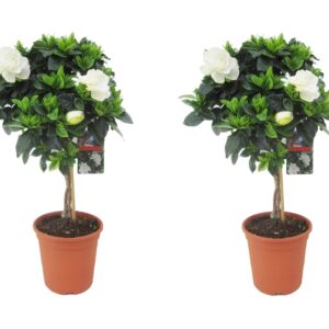 Kaapse jasmijn - Set van 2 - Gardenia jasminoides - Hoogte 50-60cm -⌀19cm