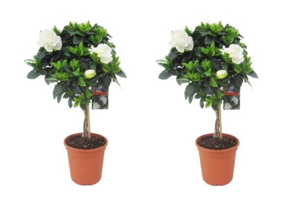 Kaapse jasmijn - Set van 2 - Gardenia jasminoides - Hoogte 50-60cm -⌀19cm