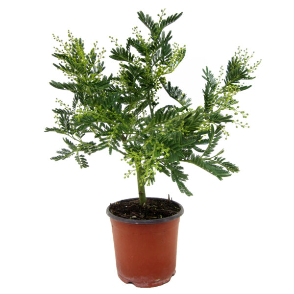 Acacia - Mimosa dealbata - Hoogte 40-50cm -⌀15cm
