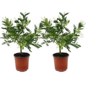 Acacia - Set van 2 - Mimosa dealbata - Hoogte 40-50cm -⌀15cm