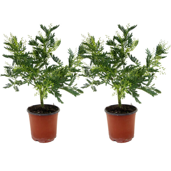 Acacia - Set van 2 - Mimosa dealbata - Hoogte 40-50cm -⌀15cm