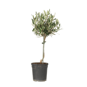 Olijfboom - Olea europaea - Hoogte 45-55cm -⌀14cm