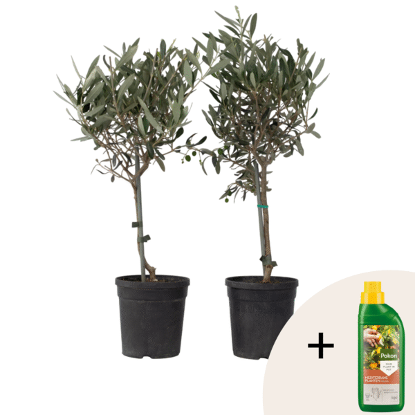 Olijfboom - Set van 2 - Olea europaea - Hoogte 50-60cm -⌀14cm