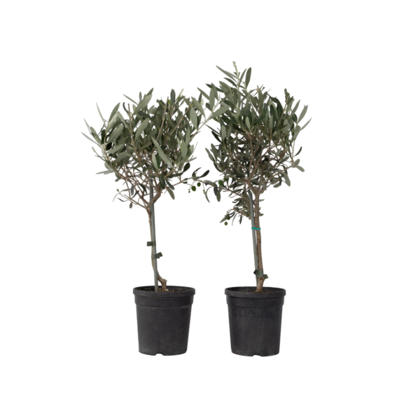 Olijfboom - Set van 2 - Olea europaea - Hoogte 50-60cm -⌀14cm