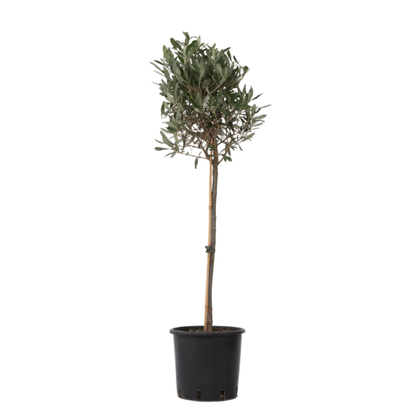 Olijfboom - Olea europaea - Hoogte 90-100cm -⌀21cm