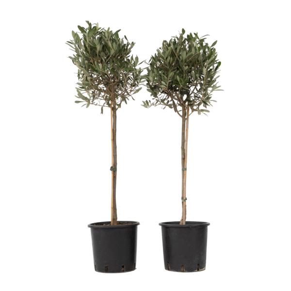 Olijfboom - Set van 2 - Olea europaea - Hoogte 90-100cm -⌀21cm