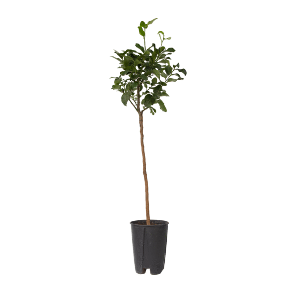 Sinaasappelboom - Citrus aurantium Tarocco - Hoogte 90-110cm -⌀19cm