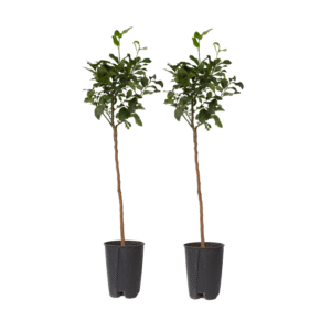 Sinaasappelboom - Set van 2 - Citrus aurantium Tarocco - Hoogte 90-110cm -⌀19cm