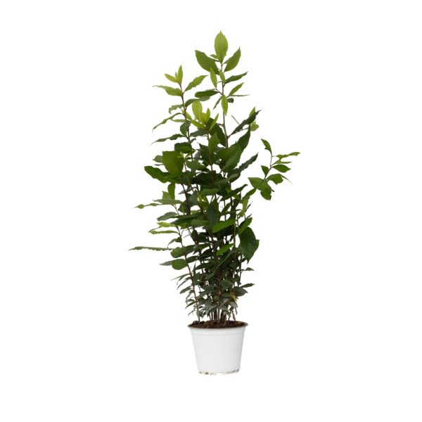 Laurier - Laurus nobilis - Hoogte 30-40cm -⌀14cm