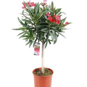 Oleanderstruik - Nerium oleander - Hoogte 80-90cm -⌀21cm