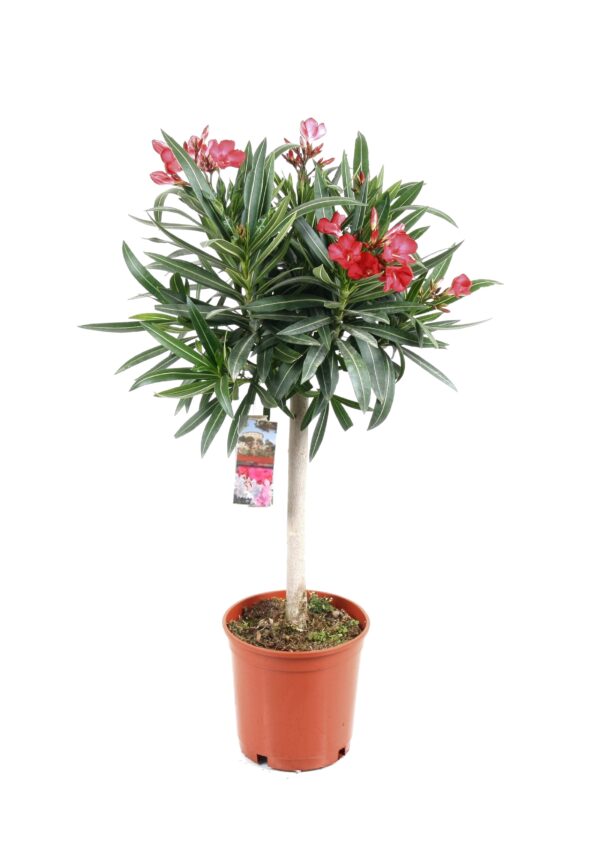 Oleanderstruik - Nerium oleander - Hoogte 80-90cm -⌀21cm
