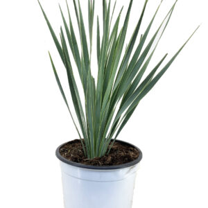 Palmlelie - Yucca rostrata - Hoogte 35-45cm -⌀17cm