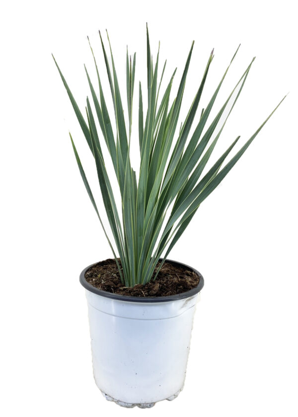 Palmlelie - Yucca rostrata - Hoogte 35-45cm -⌀17cm