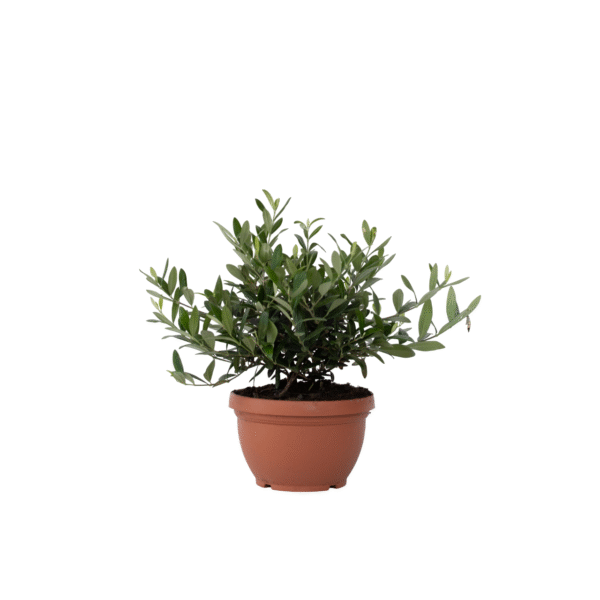Olijfboom - Olea europaea - Hoogte 30-40cm -⌀21cm