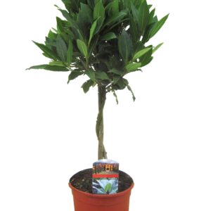 Laurierboom - Laurus nobilis - Hoogte 60-70cm -⌀17cm