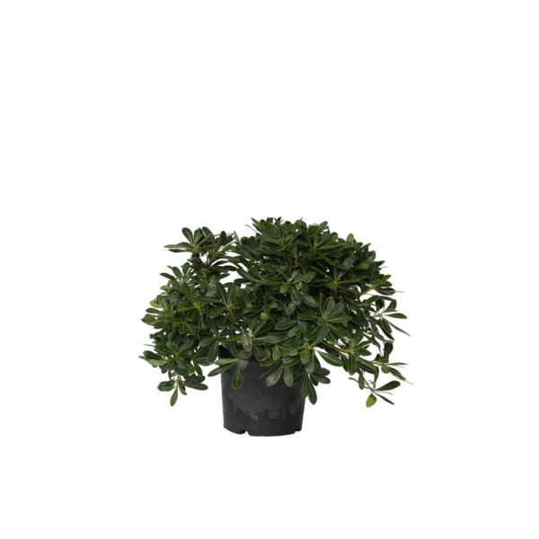 Australische laurier - Pittosporum tobira nanum - Hoogte 30-40cm -⌀19cm