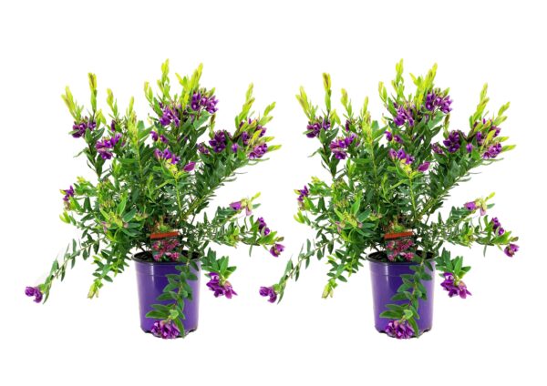 Vleugeltjesbloem - Set van 2 - Polygala'Bibi Pink'- Hoogte 35-50cm -⌀14cm
